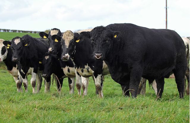 Angus Bulls on Dairy Farms As Easy as Black and Black and White